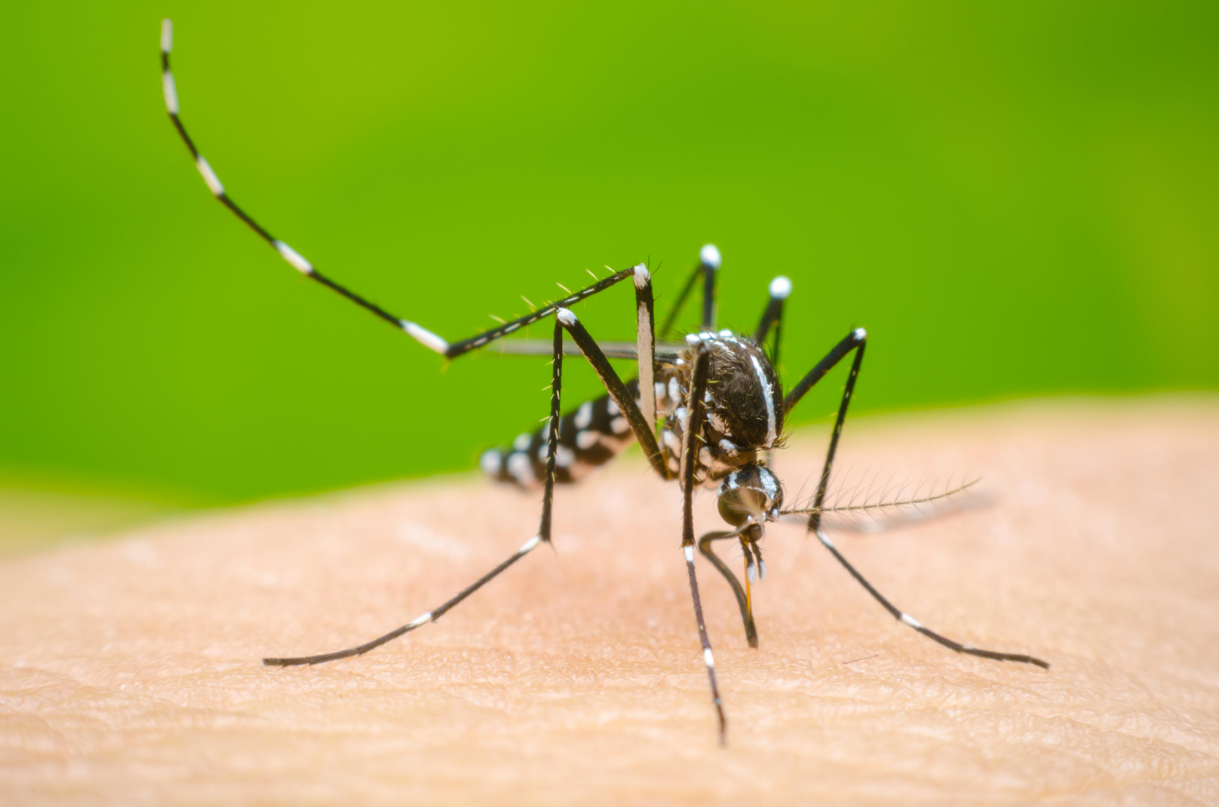 Dengue en Argentina: Detección temprana, prevención y control del Aedes aegypti
